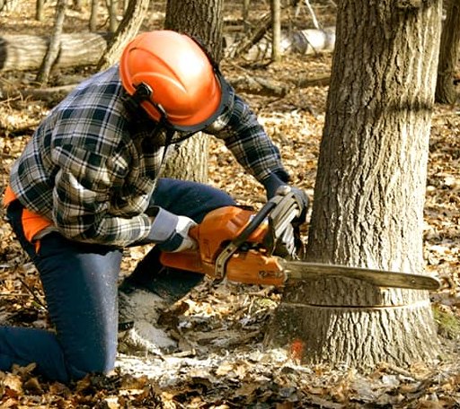 Tree Removal in Helen, GA